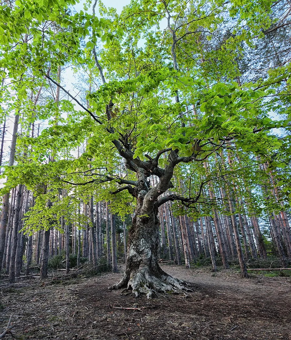 Белинташ - Panorama